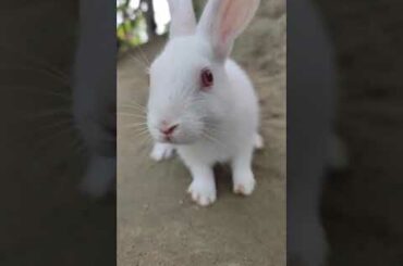 cute rabbit's baby #shorts