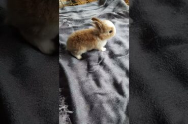 cute bunny