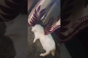 cute rabbit || #shorts