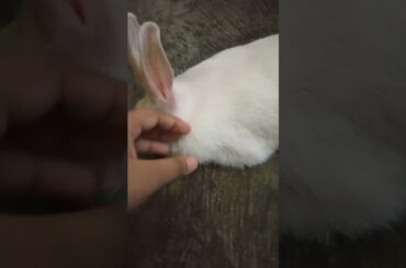 cute bunny || #shorts