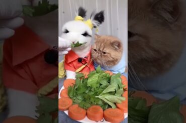 Cute Rabbit | Completion #1 #shorts #youtubeshorts