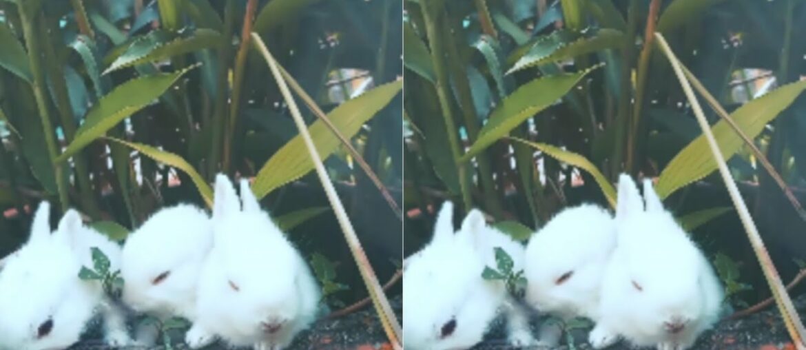 Cutest Baby Bunny | Rabbit Compilation EVER | Cute Rabbits