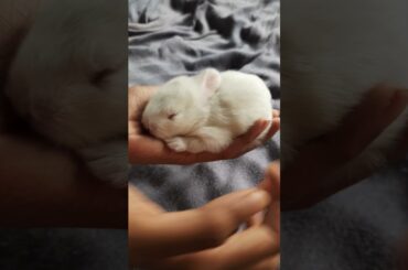 cute bunny