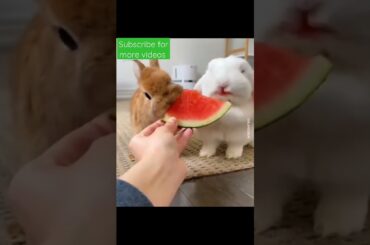 Cute Bunny eating watermelon | bunny videos | Rabbit videos | hungry bunny #shorts