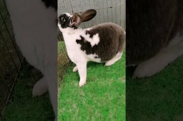 Cutest Small Baby Rabbit - Cute Rabbit Clip Shoe