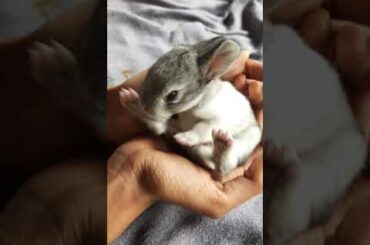 cute bunny