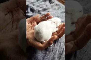 cute bunny