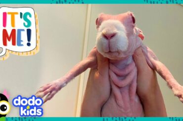Hairless Rabbit Has A Hundred Cozy Sweaters To Show You | It’s Me! | Dodo Kids
