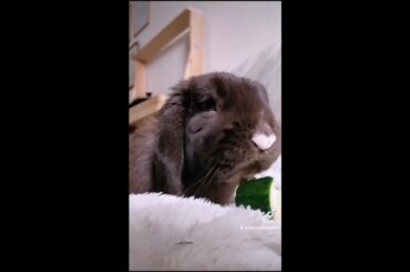 Cute Rabbit Eating A Cucumber #Shorts