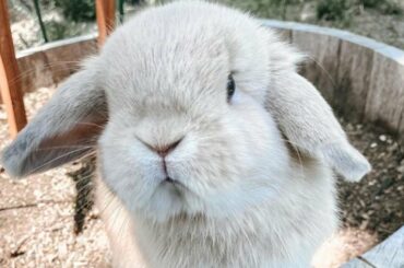 Cute Baby Rabbits Playing - Cute Rabbit Videos 2021