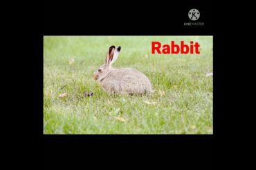 cute rabbit # shorts # youtube shorts