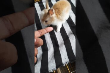 cute rabbit baby
