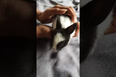 cute bunny
