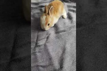 cute bunny