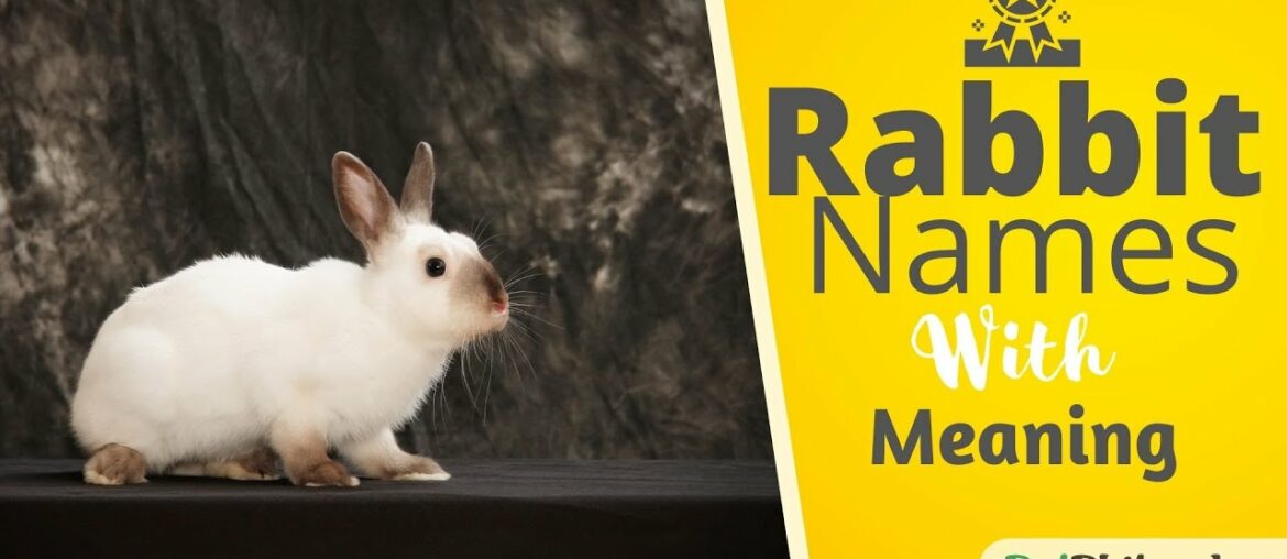 20 Most Popular Rabbit Names For Your New Bunny ! Cute Bunny Names ! Best Pet Names