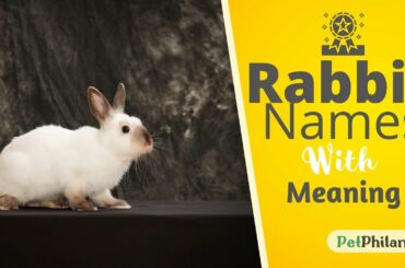 20 Most Popular Rabbit Names For Your New Bunny ! Cute Bunny Names ! Best Pet Names