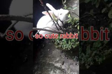 Cute rabbit #short