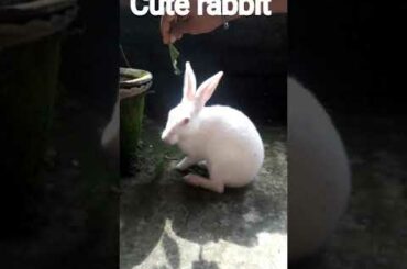 Cute rabbit #short