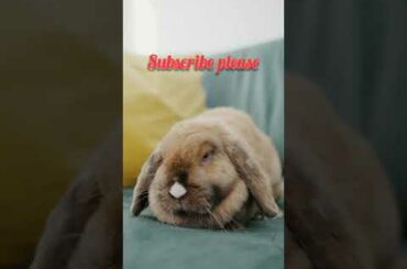 cute rabbit #shorts