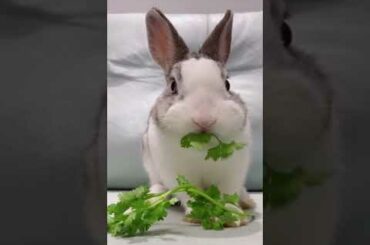 Cutest Small Baby Rabbit - Cute Rabbit Clip Shoe