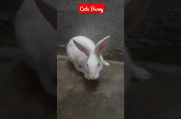 My Cute Bunny | #shorts