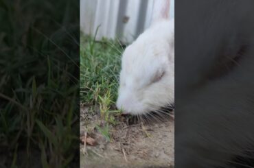 cute rabbit eating grass