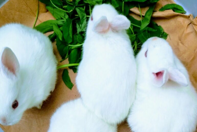 My Rabbits Cute Babies | Rabbit Farming | Albino Red Eyes Rabbits Setup #pet #rabbit #redeyes #breed