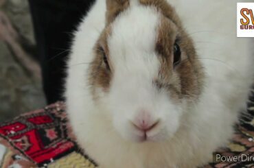 Cute Bunny | Rabbits