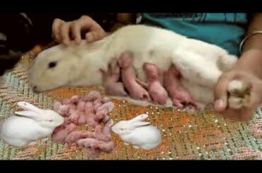 Cute Rabbit Baby Drinking Milk Of Her|| US Animals