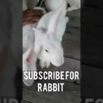 cute rabbit #short