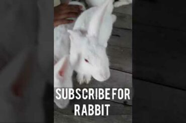cute rabbit #short