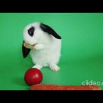 Cute little Baby Bunny | Cute rabbit  |  4K Video | most cutest rabbit in the world | funny bunny|