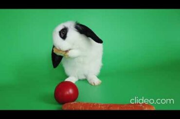 Cute little Baby Bunny | Cute rabbit  |  4K Video | most cutest rabbit in the world | funny bunny|