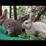 Collection Of Cute Rabbit Eating Fruit and Vegetables With Relaxing Sound
