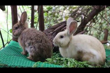 Collection Of Cute Rabbit Eating Fruit and Vegetables With Relaxing Sound