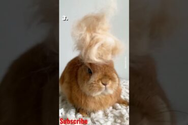 Bunny Hairstyles || Rabbit Lover || Cute Rabbit || Bunny || Baby Bunny #shorts #rabbit #bunny #buck