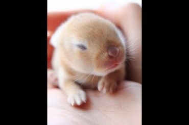 Baby bunny sleeping in my hand ! Sleeping rabbit! Sleeping rabbit! Cute rabbit ! Funny rabbit!