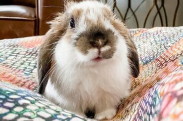 Rabbit Videos - Cute Bunny Rabbit Videos - Baby Animal Video Compilation 2021