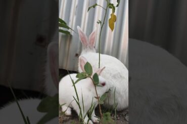 cute rabbit's baby #shorts