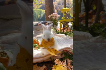 White cute bunny |rabbit eating|pets love|white rabbit eating leaf.