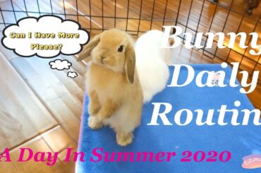 Daily Bunny Routine.  (2020) (Baby Bunnies)