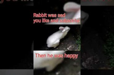 cute rabbit #short