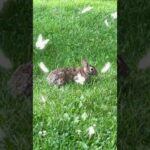 Cute Bunny in my Massachusetts Backyard ~ Eastern Cottontail Rabbit ~ Sylvilagus floridanus #Shorts
