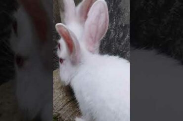 cute Rabbit's baby #shorts