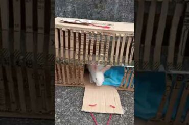 Cute bunny and his house | #Shorts