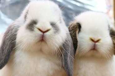 Funny And Cute Baby Bunny Rabbit Videos