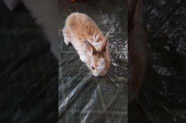 cute bunny