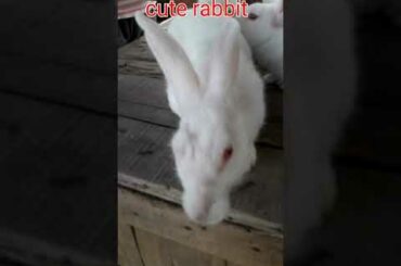 Cute rabbit #short