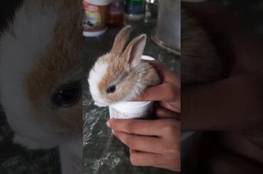 cute rabbit