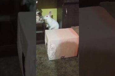 cute bunny || # shorts